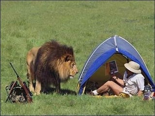 Lion and tent.jpg