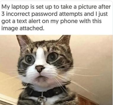 Login Cat