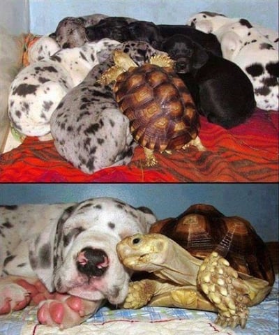 Loving Tortoise