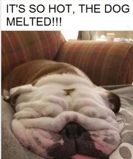 Melted Dog
