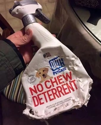 No Chew-1