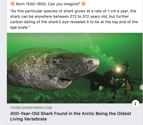 Old Shark