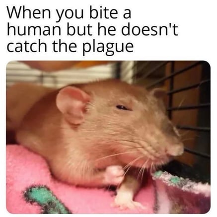 PLague