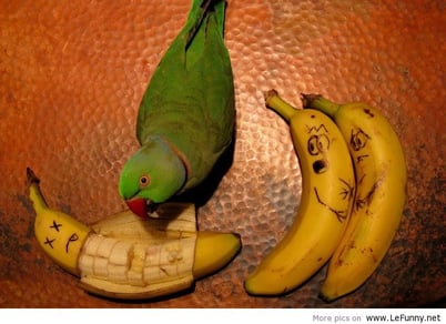 Parrot-and-banana-funny-1
