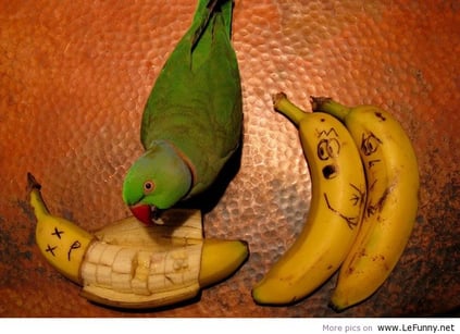 Parrot-and-banana-funny