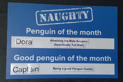 Penguin