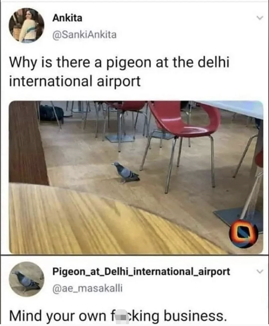 Pigeon