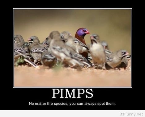 Pimps-1