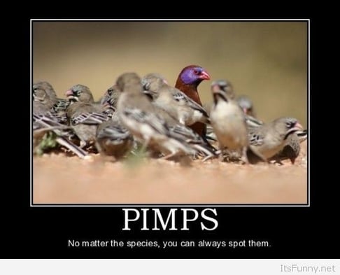 Pimps