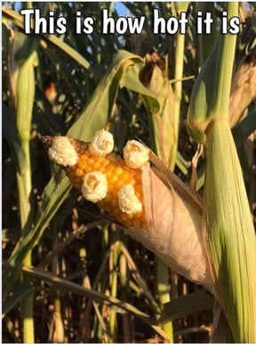 Popcorn on the Vine