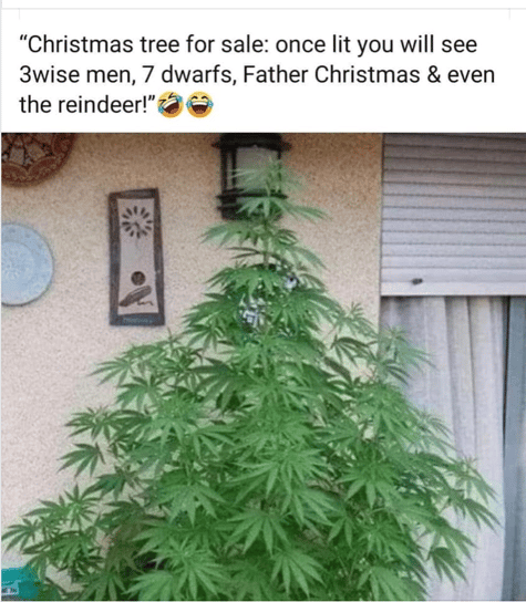 Pot Tree-1