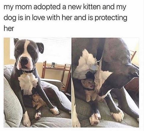 Protected Kitten