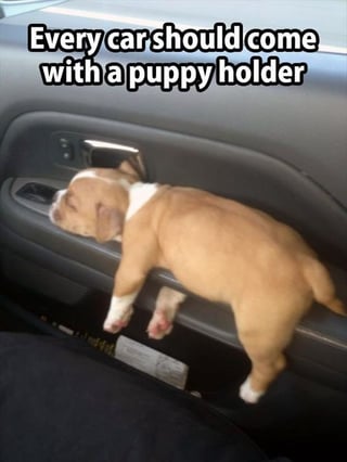 Puppy_Holder.jpg