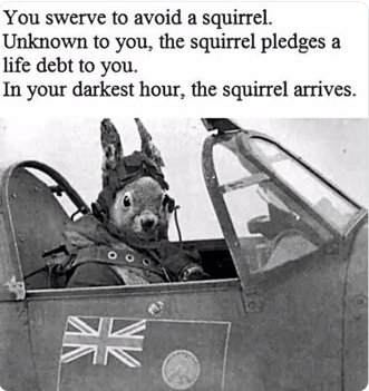 Resue Squirrel