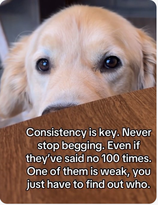 Screenshot 2026-01-17 at 9.09.31 AM