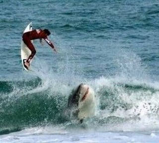 Shark and surfer.jpg