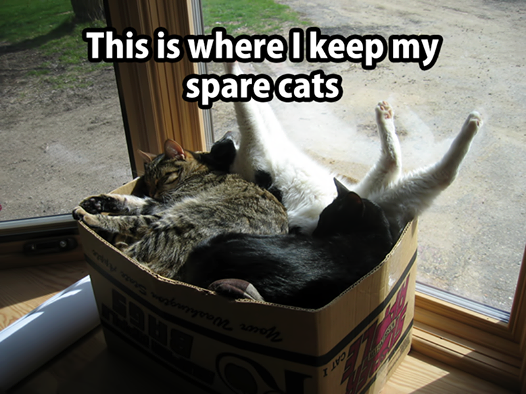 Spare cats