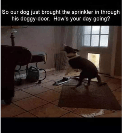 Sprinkler