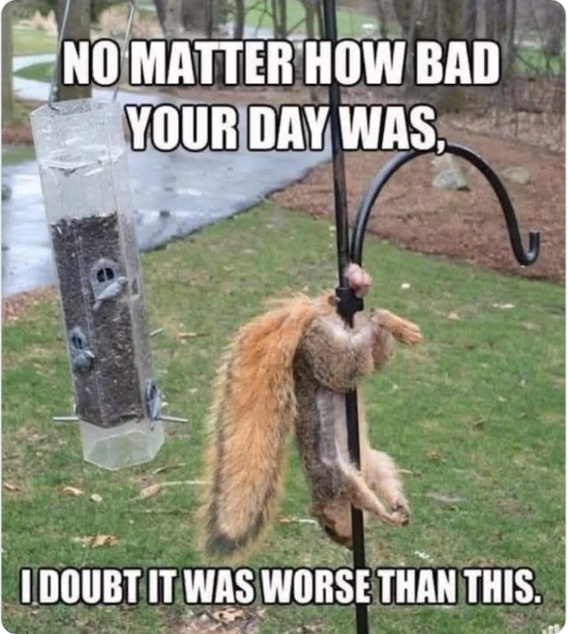 Squirrel Bad Day