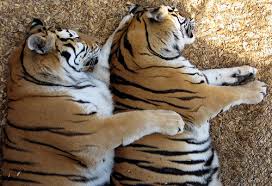 Tiger Spooning.jpg