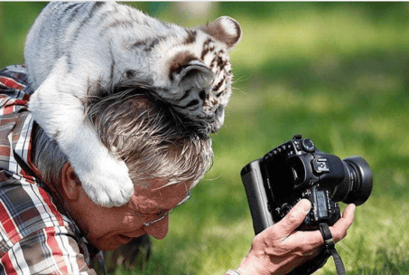 Tiger cub