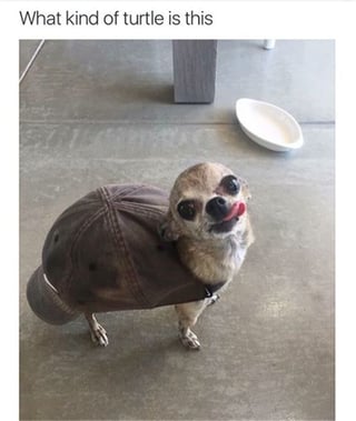 Turtle.jpg