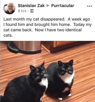 Two cats