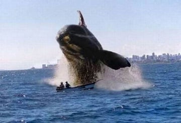 Whale splashing.jpg