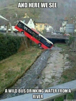 Wild Bus-1.jpg