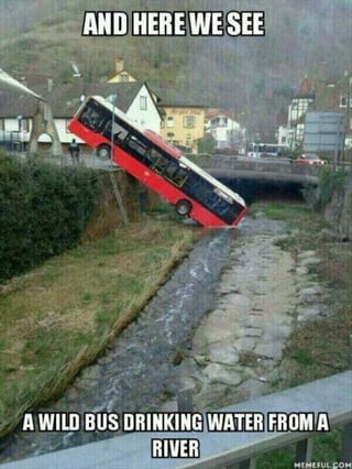 Wild Bus.jpg