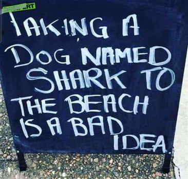 a-dog-named-shark