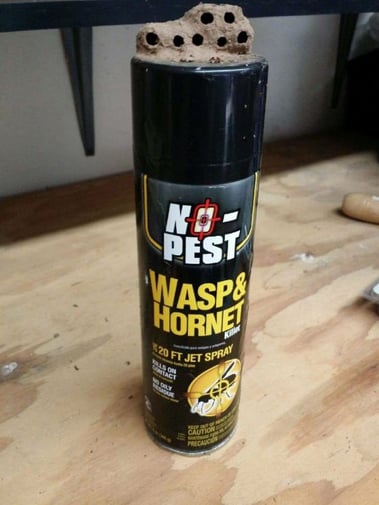 a-wasp-problem