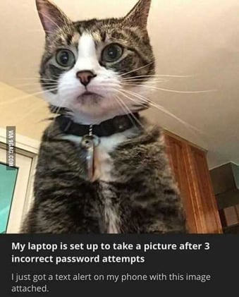 accidental-cat-picture-laptop