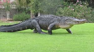 alligator-2.jpg