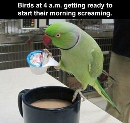 birds-getting-ready-for-the-day