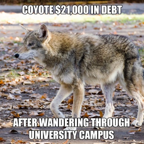 coyote-1