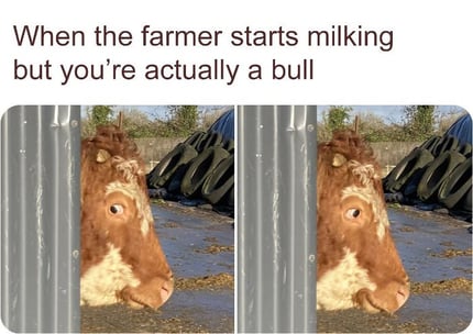 farmer-starts-milking