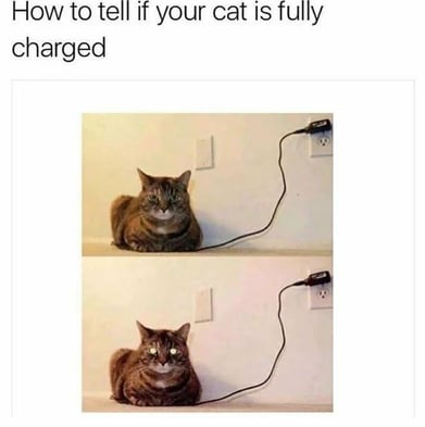 full-charged-cat