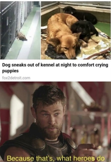 hero-dog