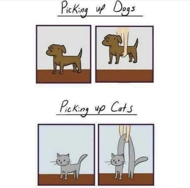 picking-up-dogs-and-cats