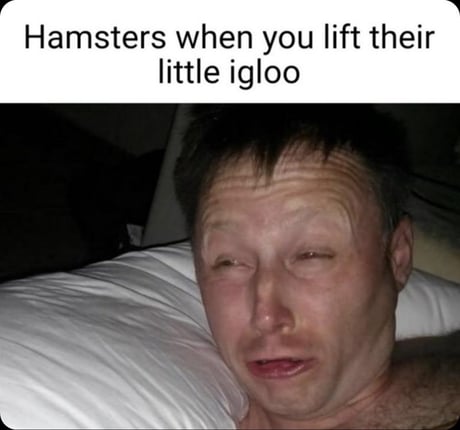 pillow-hamsters-lift-their-little-igloo