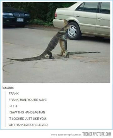 two-lizards-hugging-in-the-road