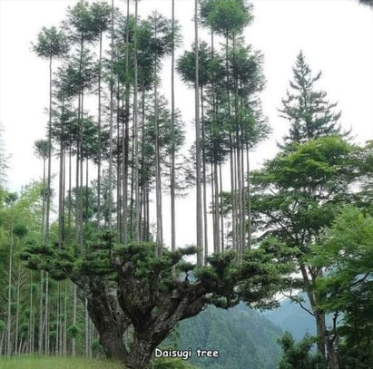 what-a-cool-tree