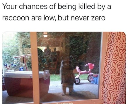your-chances with a raccoon