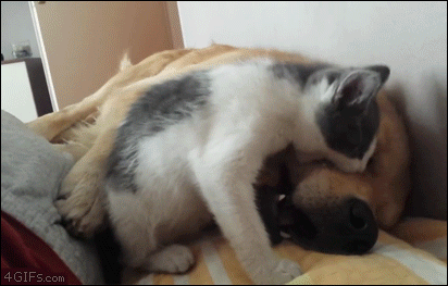 Kitten-bites-sleeping-dogs-face-stahp