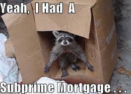 Subprime_Racoon