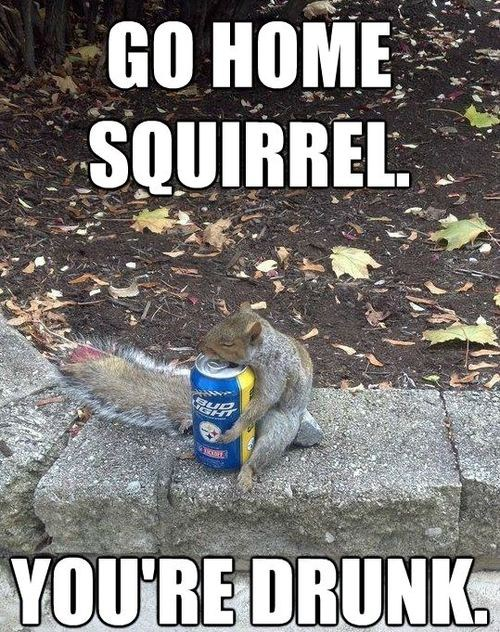 drunksquirrel copy-1